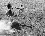 Cummins, 1972. Convict bronc rider, just thrown.