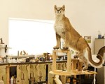 taxidermy